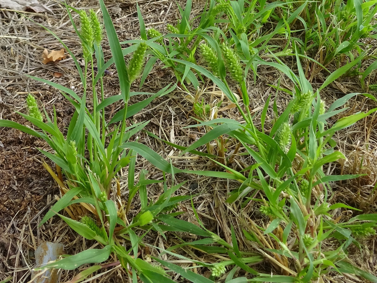 Setaria italica subsp. viridis (Poaceae)